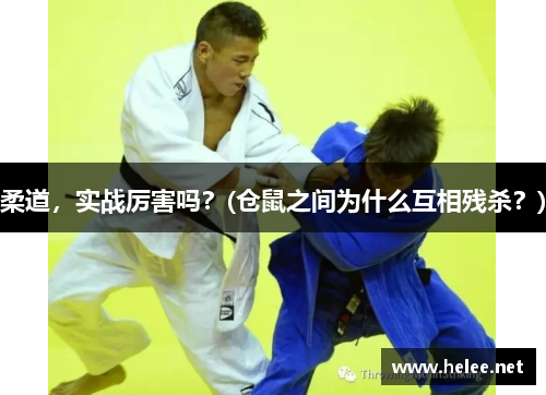 柔道，实战厉害吗？(仓鼠之间为什么互相残杀？)